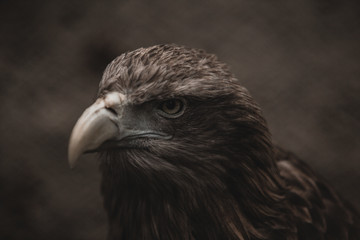 Portrait of an eagle close-up