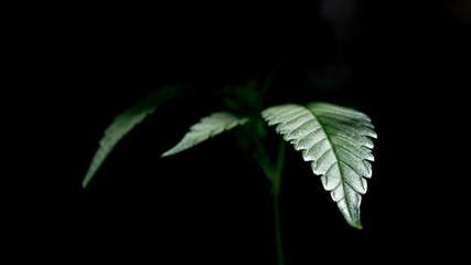 Cannabis Leaf Marijuana Weed Plant in Black Background