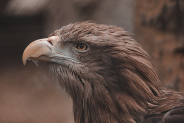 Portrait of an eagle close-up