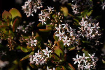white little flowers