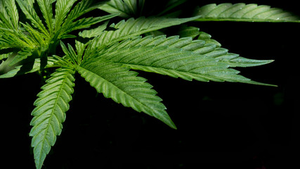 Cannabis Leaf Marijuana Weed Plant in Black Background