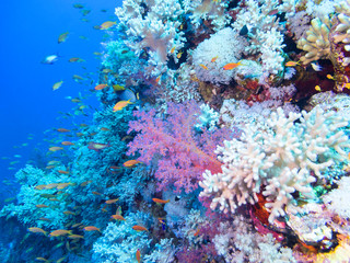 Fototapeta na wymiar Colorful coral reef on the bottom of tropical sea