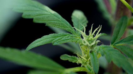 Cannabis Plant with little Bud Marihuana Plant flowering Garden Weed