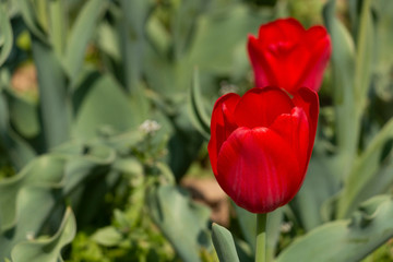 red tulip close-up