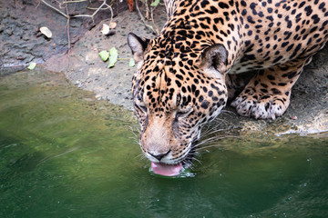 Leopard drinking water pool