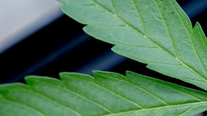 Cannabis Leaf Marihuana Plant in Garden