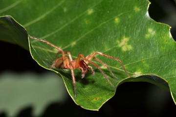 This is a Yellow Sac spider on an oak leaf, feeding on some prey that it has caught. These spiders are dangerous and have similar venom to Brown Recluse spiders.