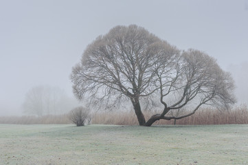 Beautiful tree in a park with fog and first snow. Mysterious park in fog. Tree in mist.