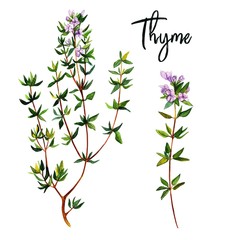 Fototapeta na wymiar Thyme branches with flowers, watercolour illustration