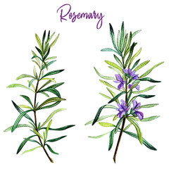 Rosemary branches with flowers, watercolour 