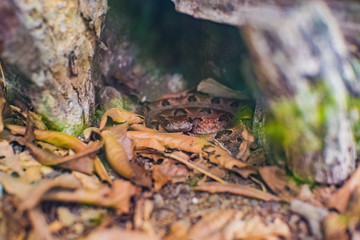 Malayan pit viper in the cage at Thailand Snake Farm Bangkok Thailand