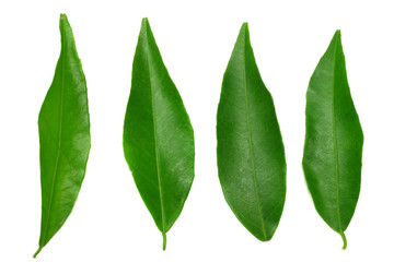 citrus leaves isolated on white background. top view. mandarin leaves. orange leaves