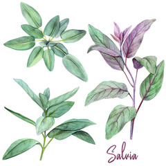 Salvia, two branches and top view, watercolour