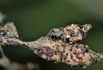 Trashline Orbweaver spiders (Cyclosa turbinata) are quite interesting. They are tiny spiders that camouflage themselves as insect detritus from its own web. This way it can avoid predators.