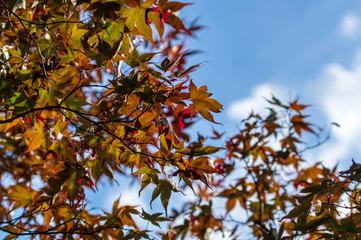 矢ケ崎公園　秋