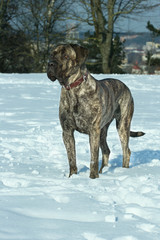 Cane Corso