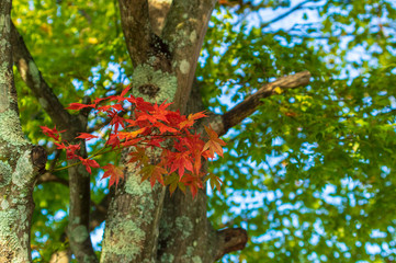 矢ケ崎公園　秋