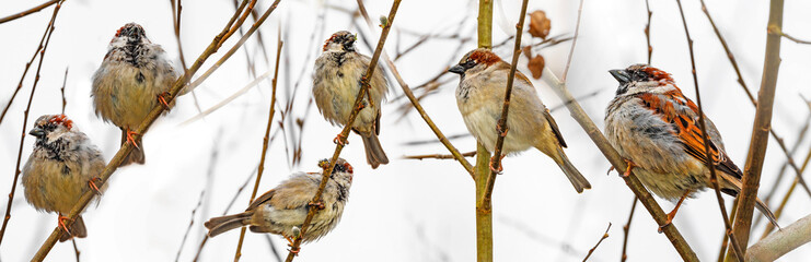 sparow bird on a branch