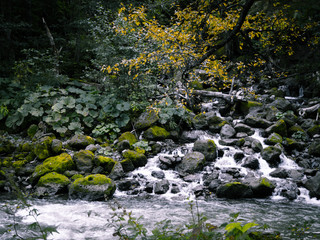Rock covered with moss and river flowing in mountain from Ryu Sei waterfall, Hokkaido, japan. Nature landscape.