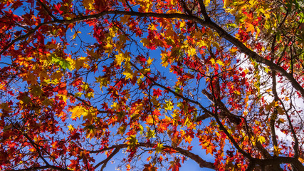 Fototapeta premium 矢ケ崎公園 秋