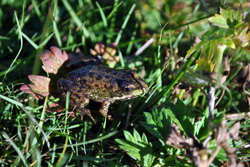 The pool frog (Pelophylax lessonae) sitting on soft blurry green grass background, top view close up macro detail
