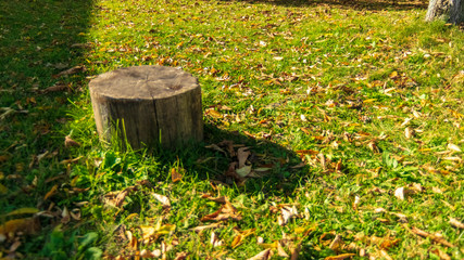 Obraz premium 矢ケ崎公園 秋