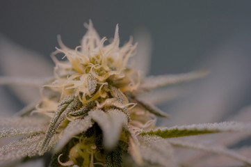 Weed Bud In Indoor Cannabis Bud Flower Marijuana Bud Macro Close Up