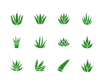 Aloe vera flat glyph icons. Succulent, tropical plant vector illustrations, signs for organic food, cosmetic. Solid silhouette pixel perfect 64x64