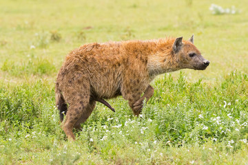 Side of Spotted hyena, Laughing hyena standing on grass at Serengeti National Park in Tanzania, Africa