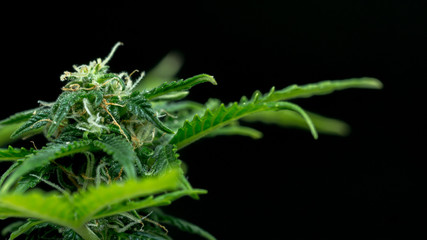 Cannabis Bud Marijuana Weed Flower