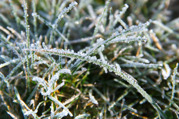 Ice on the green grass in early winter