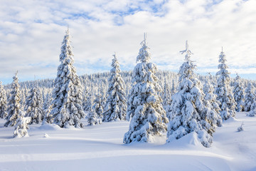 Calm view of the snowy landscape with snowy white trees and forest in the background and smooth cloudy sky in Krkonose (Giant Mountains)