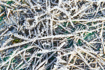 snow patterns on plants in early winter