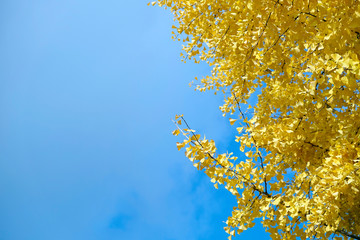 Fototapeta na wymiar Yellow ginkgo leaves in the autumn and blue sky