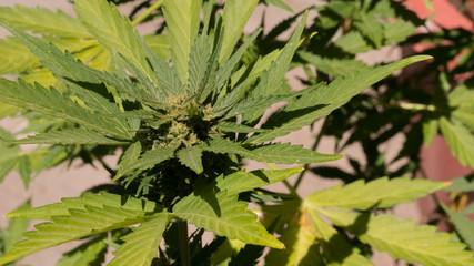 Cannabis Bud Marijuana Weed Flower