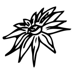 Cinnamon flower icon. Vector illustration of daisy. Hand drawn flower.