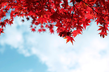 Autumn leaves with the blue sky background