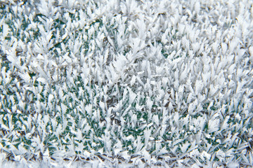 snow patterns on plants in early winter