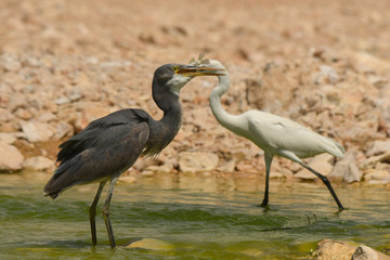 Western Reef-Egret / Egretta gularis