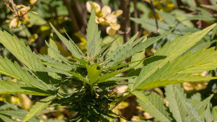 Cannabis Bud Marijuana Plant Garden