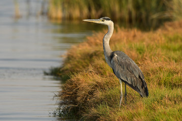 Grey Heron / Ardea cinerea