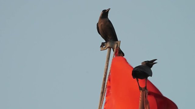 Low angle shot of birds standing on poles 