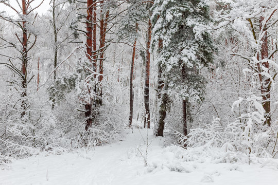 Fototapeta Fragment of the winter forest during a snowfall
