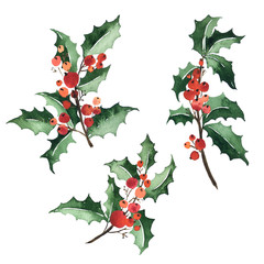 Watercolor collection of Christmas floral arrangements of holly with berries - 239279785