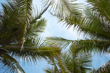 Fototapeta premium palm trees