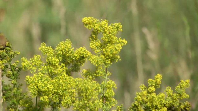 Kashka yellow or bedstraws real (Galium verum). Summer sunny day. Kashka yellow or bedstraws real. The medicinal plant Galium verum (lady's bedstraw) sway in the wind in the field among the grasses.