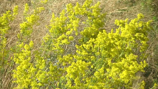 Kashka yellow or bedstraws real (Galium verum). Summer sunny day. Kashka yellow or bedstraws real. The medicinal plant Galium verum (lady's bedstraw) sway in the wind in the field among the grasses.