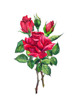 Red rose flower - stem with leaves. Watercolor