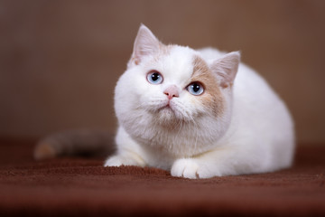 Naklejka na ściany i meble Britisch Kurzhaar Katze Kitten mit blauen Augen- blue eyes