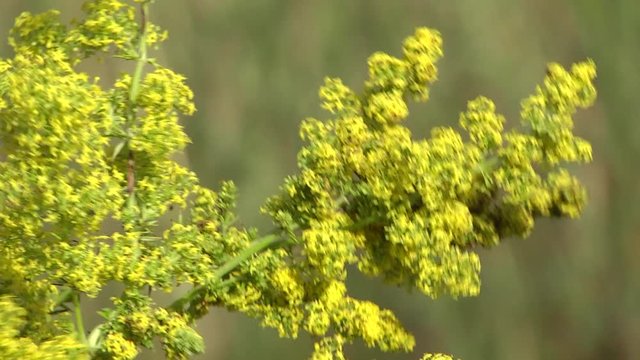Kashka yellow or bedstraws real (Galium verum). Summer sunny day. Kashka yellow or bedstraws real. The medicinal plant Galium verum (lady's bedstraw) sway in the wind in the field among the grasses.